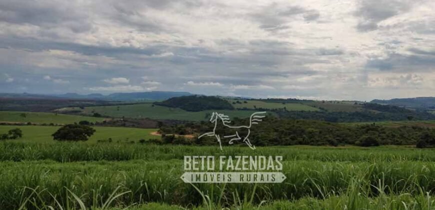 Fazenda Produtiva 303 Alqueires Lavoura de Cana | Ribeirão Preto/ SP