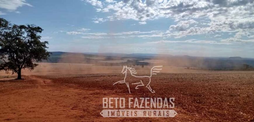 Fazenda Produtiva 303 Alqueires Lavoura de Cana | Ribeirão Preto/ SP