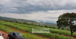 Fazenda Produtiva 303 Alqueires Lavoura de Cana | Ribeirão Preto/ SP