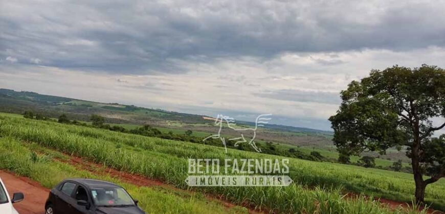 Fazenda Produtiva 303 Alqueires Lavoura de Cana | Ribeirão Preto/ SP