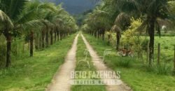 Fazenda Produtiva 19 Alqueires Dupla Aptidão Diversificação de Renda | Silva Jardim/ RJ