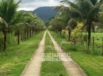 Fazenda Produtiva 19 Alqueires Dupla Aptidão Diversificação de Renda | Silva Jardim/ RJ Fazenda Produtiva 19 Alqueires Dupla Aptidão Diversificação de Renda | Silva Jardim/ RJ