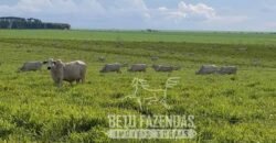 Fazenda Excepcional à Venda 10.312 hectares Potencial para Lavoura | Marcelândia/ MT Fazenda Excepcional à Venda 10.312 hectares Potencial para Lavoura | Marcelândia/ MT