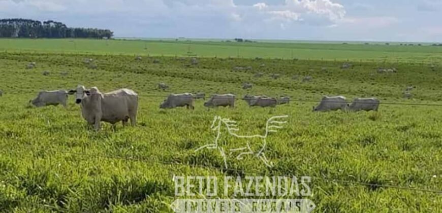 Fazenda Excepcional à Venda 10.312 hectares Potencial para Lavoura | Marcelândia/ MT Fazenda Excepcional à Venda 10.312 hectares Potencial para Lavoura | Marcelândia/ MT