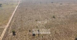 Fazenda Excepcional à Venda 10.312 hectares Potencial para Lavoura | Marcelândia/ MT Fazenda Excepcional à Venda 10.312 hectares Potencial para Lavoura | Marcelândia/ MT