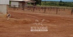 Fazenda Excepcional à Venda 10.312 hectares Potencial para Lavoura | Marcelândia/ MT Fazenda Excepcional à Venda 10.312 hectares Potencial para Lavoura | Marcelândia/ MT