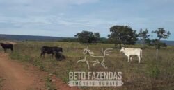 Fazenda Excepcional à Venda 10.312 hectares Potencial para Lavoura | Marcelândia/ MT Fazenda Excepcional à Venda 10.312 hectares Potencial para Lavoura | Marcelândia/ MT