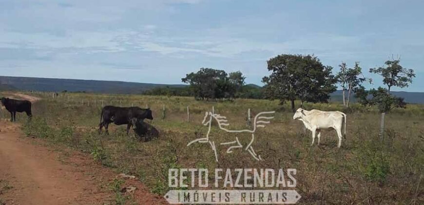 Fazenda Excepcional à Venda 10.312 hectares Potencial para Lavoura | Marcelândia/ MT Fazenda Excepcional à Venda 10.312 hectares Potencial para Lavoura | Marcelândia/ MT