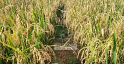 Fazenda Excepcional à Venda 10.312 hectares Potencial para Lavoura | Marcelândia/ MT Fazenda Excepcional à Venda 10.312 hectares Potencial para Lavoura | Marcelândia/ MT