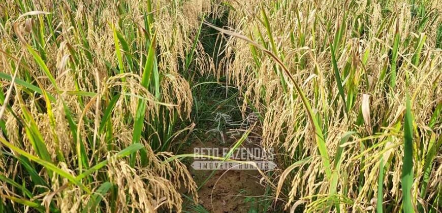 Fazenda Excepcional à Venda 10.312 hectares Potencial para Lavoura | Marcelândia/ MT Fazenda Excepcional à Venda 10.312 hectares Potencial para Lavoura | Marcelândia/ MT