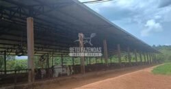 Fazenda Centenária Exclusiva à Venda 282,50 has Investimento no Turismo | São João Del Rei/ MG Fazenda Centenária Exclusiva à Venda 282,50 has Investimento no Turismo | São João Del Rei/ MG