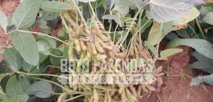 Fazenda à Venda com Arrendamento | Paranatinga/MT Oportunidade Exclusiva para Investidores