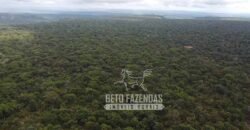 Fazenda Excepcional à Venda no Maranhão – Potencial Ilimitado para Investimento