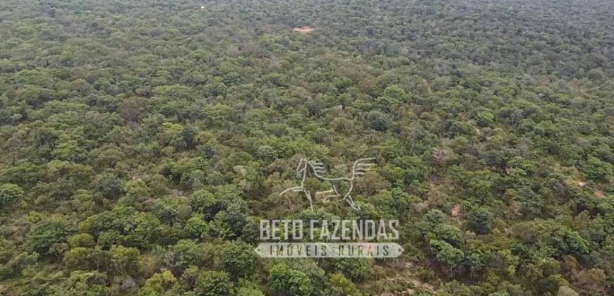 Fazenda Excepcional à Venda no Maranhão – Potencial Ilimitado para Investimento