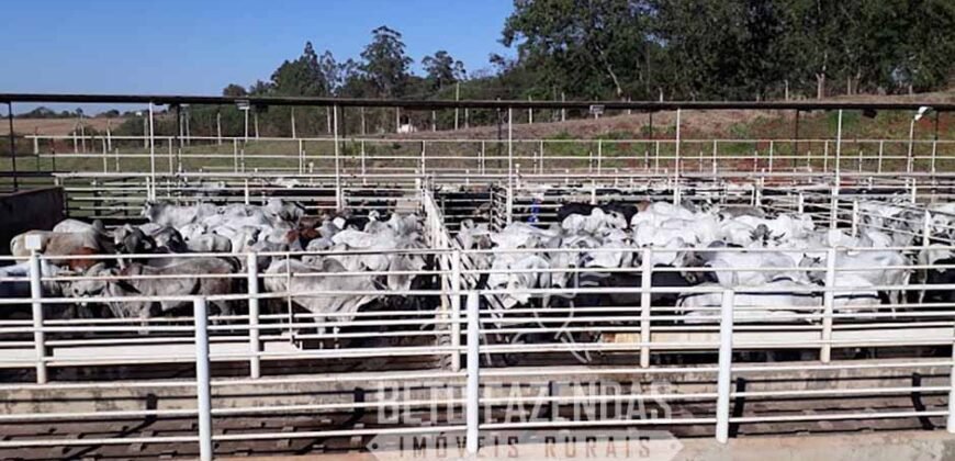 Frigorífico à Venda em São Paulo 67.000 m² – Oportunidade Única para Investidores Frigorífico à Venda em São Paulo 67.000 m² – Oportunidade Única para Investidores