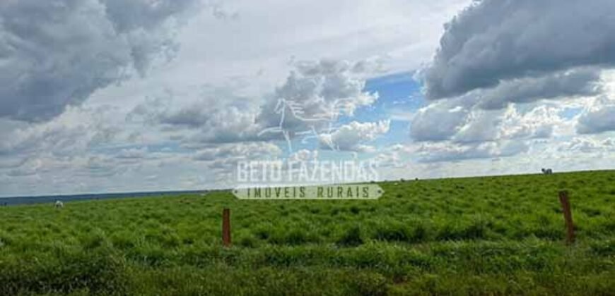 Oportunidade Única para Investidores: Fazenda de Soja Produtiva à Venda 2.249 hectares | Nobres/ MT