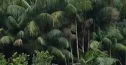 Fazenda Produtiva 19 Alqueires Dupla Aptidão Diversificação de Renda | Silva Jardim/ RJ