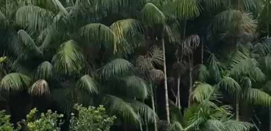 Fazenda Produtiva 19 Alqueires Dupla Aptidão Diversificação de Renda | Silva Jardim/ RJ