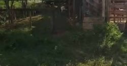 Fazenda Exclusiva 605 hectares | Cardoso Moreira/ RJ