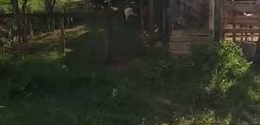 Fazenda Exclusiva 605 hectares | Cardoso Moreira/ RJ