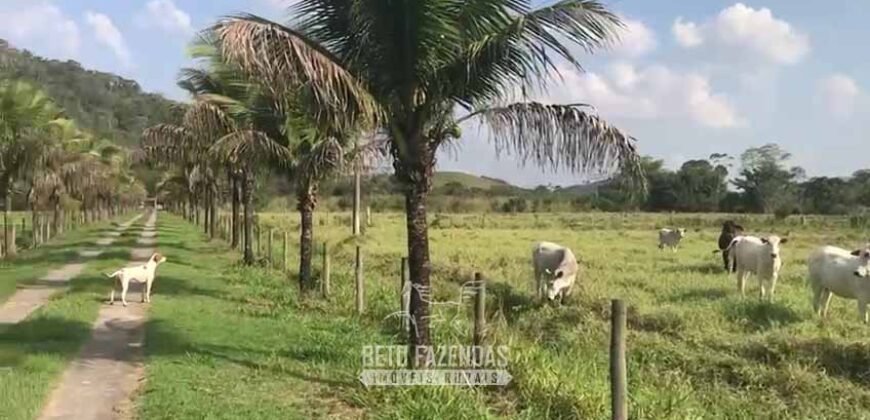Fazenda Produtiva 19 Alqueires Dupla Aptidão Diversificação de Renda | Silva Jardim/ RJ