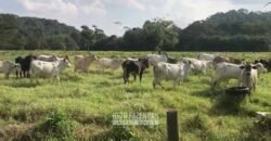 Fazenda Produtiva 19 Alqueires Dupla Aptidão Diversificação de Renda | Silva Jardim/ RJ