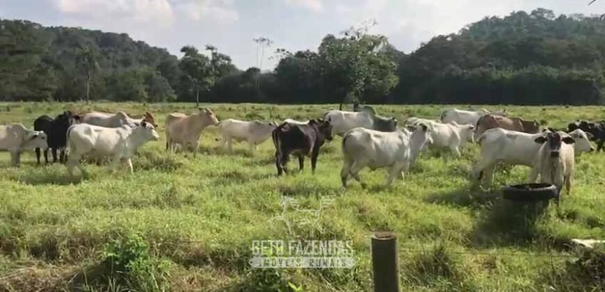 Fazenda Produtiva 19 Alqueires Dupla Aptidão Diversificação de Renda | Silva Jardim/ RJ