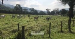 Fazenda Produtiva 19 Alqueires Dupla Aptidão Diversificação de Renda | Silva Jardim/ RJ