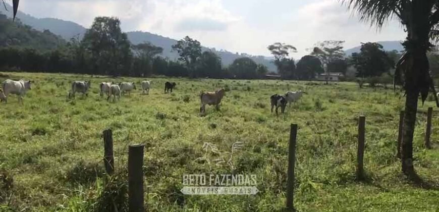 Fazenda Produtiva 19 Alqueires Dupla Aptidão Diversificação de Renda | Silva Jardim/ RJ