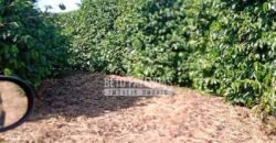 Fazenda de Café à Venda 116 Hectares Oportunidade Única para Investidores | Alfenas/ MG