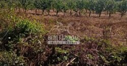 Fazenda de Café à Venda 116 Hectares Oportunidade Única para Investidores | Alfenas/ MG