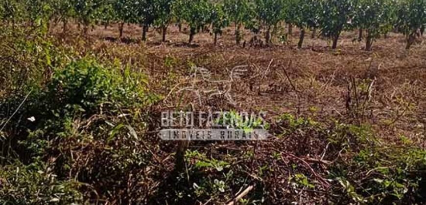 Fazenda de Café à Venda 116 Hectares Oportunidade Única para Investidores | Alfenas/ MG