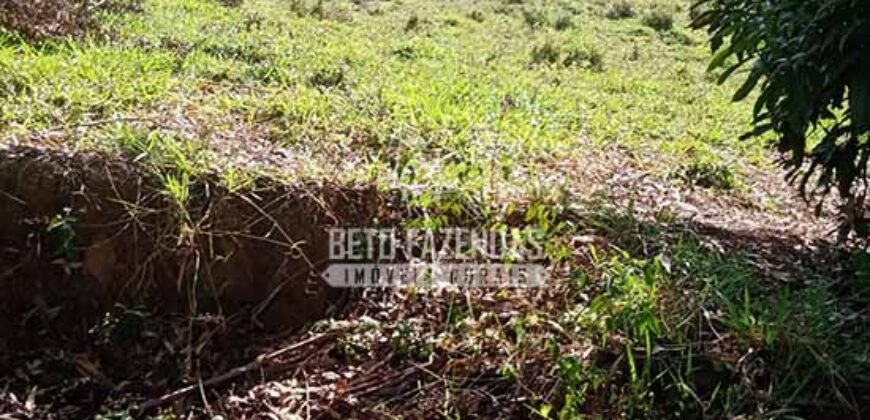 Fazenda de Café à Venda 116 Hectares Oportunidade Única para Investidores | Alfenas/ MG