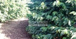 Fazenda de Café à Venda 116 Hectares Oportunidade Única para Investidores | Alfenas/ MG