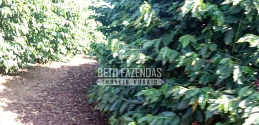 Fazenda de Café à Venda 116 Hectares Oportunidade Única para Investidores | Alfenas/ MG