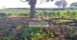 Fazenda de Café à Venda 116 Hectares Oportunidade Única para Investidores | Alfenas/ MG