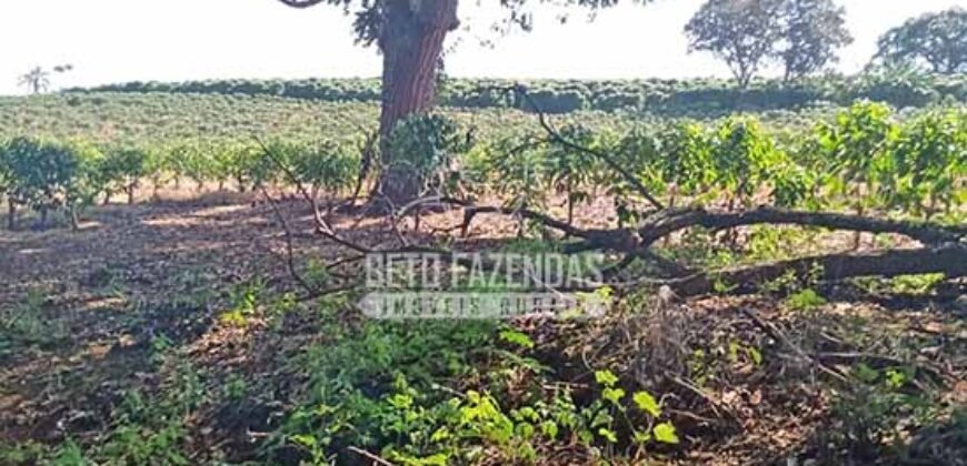 Fazenda de Café à Venda 116 Hectares Oportunidade Única para Investidores | Alfenas/ MG