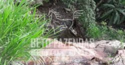 Fazenda Pecuária, Turismo e Mineral à Venda 125 has Ótimo Investimento | Angra dos Reis/RJ!