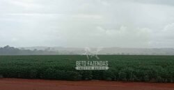 Fazenda à Venda 1.210 Has Dupla Aptidão Imperdível para Investidores | Colider/MT Fazenda à Venda 1.210 Has Dupla Aptidão Imperdível para Investidores | Colider/MT