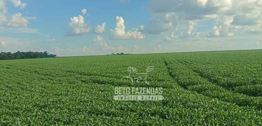 Fazenda à Venda 1.210 Has Dupla Aptidão Imperdível para Investidores | Colider/MT Fazenda à Venda 1.210 Has Dupla Aptidão Imperdível para Investidores | Colider/MT