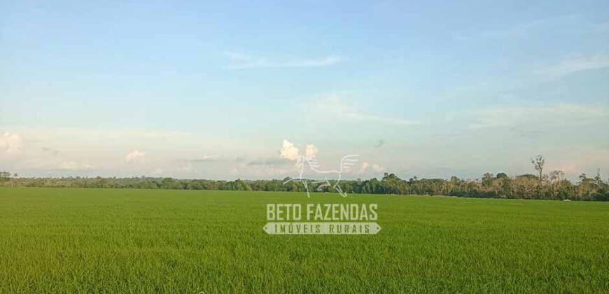 Fazenda à Venda 1.210 Has Dupla Aptidão Imperdível para Investidores | Colider/MT Fazenda à Venda 1.210 Has Dupla Aptidão Imperdível para Investidores | Colider/MT