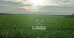 Fazenda à Venda 1.210 Has Dupla Aptidão Imperdível para Investidores | Colider/MT Fazenda à Venda 1.210 Has Dupla Aptidão Imperdível para Investidores | Colider/MT