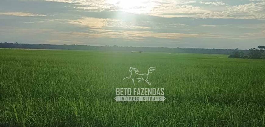 Fazenda à Venda 1.210 Has Dupla Aptidão Imperdível para Investidores | Colider/MT Fazenda à Venda 1.210 Has Dupla Aptidão Imperdível para Investidores | Colider/MT