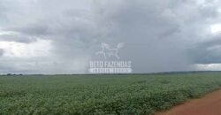 Fazenda à Venda 1.210 Has Dupla Aptidão Imperdível para Investidores | Colider/MT Fazenda à Venda 1.210 Has Dupla Aptidão Imperdível para Investidores | Colider/MT