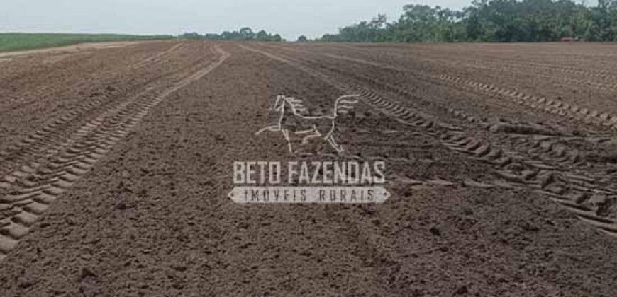 Fazenda à Venda 1.210 Has Dupla Aptidão Imperdível para Investidores | Colider/MT Fazenda à Venda 1.210 Has Dupla Aptidão Imperdível para Investidores | Colider/MT