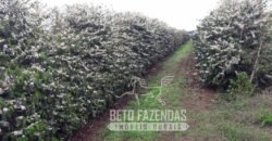 Fazenda de Café Excepcional à Venda 970 has Infraestrutura Completa | Montes Claros/ MG Fazenda de Café Excepcional à Venda 970 has Infraestrutura Completa | Montes Claros/ MG