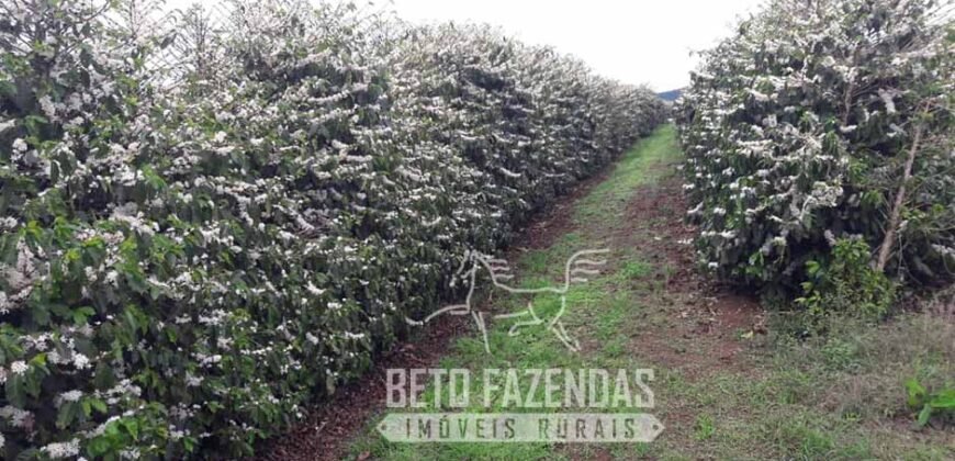Fazenda de Café Excepcional à Venda 970 has Infraestrutura Completa | Montes Claros/ MG Fazenda de Café Excepcional à Venda 970 has Infraestrutura Completa | Montes Claros/ MG