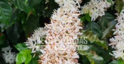 Fazenda de Café Excepcional à Venda 970 has Infraestrutura Completa | Montes Claros/ MG Fazenda de Café Excepcional à Venda 970 has Infraestrutura Completa | Montes Claros/ MG