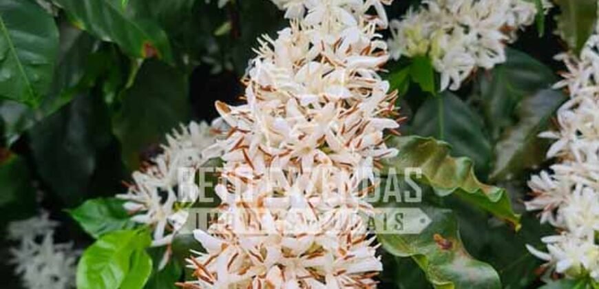 Fazenda de Café Excepcional à Venda 970 has Infraestrutura Completa | Montes Claros/ MG Fazenda de Café Excepcional à Venda 970 has Infraestrutura Completa | Montes Claros/ MG