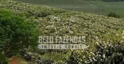 Fazenda de Café Excepcional à Venda 970 has Infraestrutura Completa | Montes Claros/ MG Fazenda de Café Excepcional à Venda 970 has Infraestrutura Completa | Montes Claros/ MG